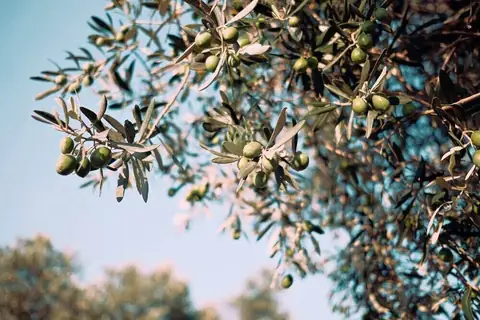 Quick Solutions to 4 Mind-Boggling Olive Oil Questions