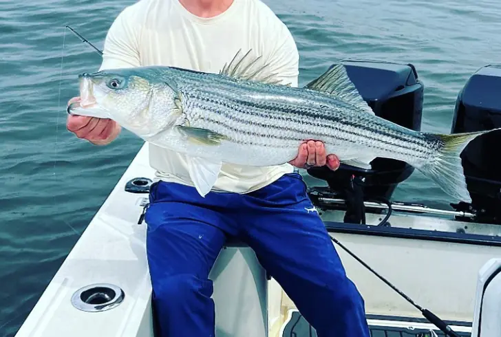 Bass - best freshwater fish to eat