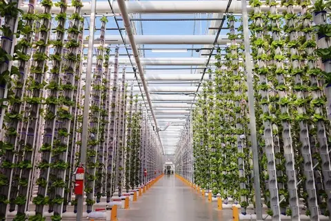 Benefits of Vertical Farming