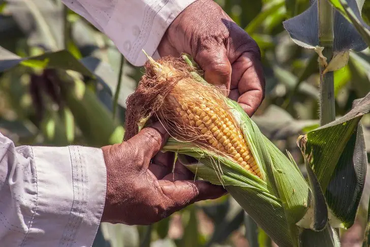 3. Corn