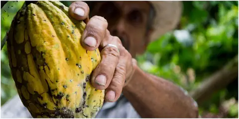 The Best Rain-Tolerant Crops That Farmers Grow in the USA