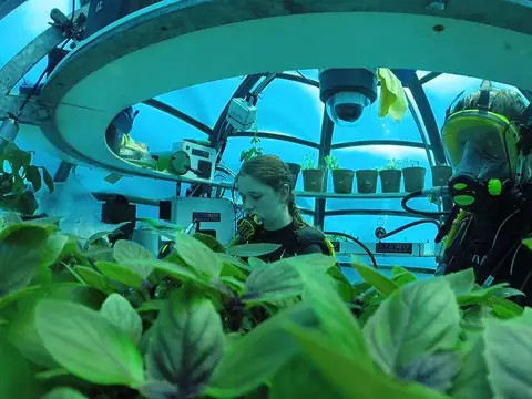 The Benefits of Growing Vegetables in Seawater