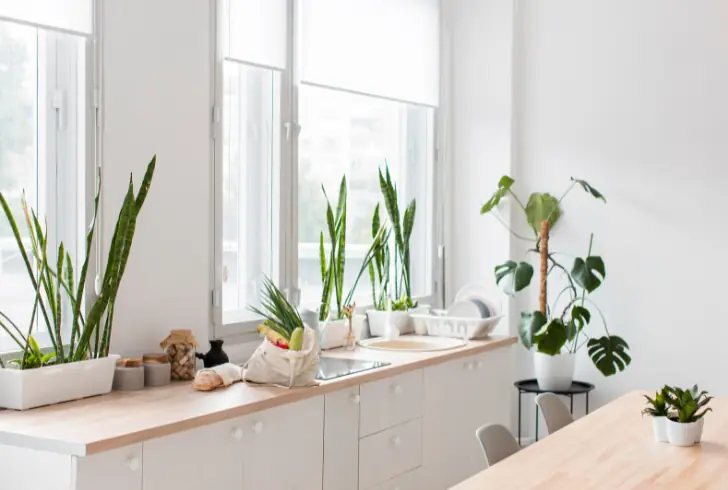 Fresh green plants above kitchen cabinets