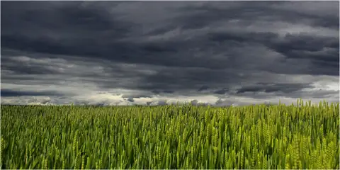 This Is How You Can Protect Your Crops During Monsoon