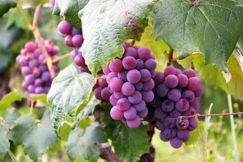 California Sees Unprecedented Drop in Wine Sales & Vineyards Are Shrinking